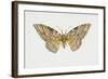 Owl Moth or White Witch (Thysania Agrippina), Noctuidae, Artwork by Tim Hayward-null-Framed Giclee Print