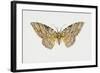 Owl Moth or White Witch (Thysania Agrippina), Noctuidae, Artwork by Tim Hayward-null-Framed Giclee Print