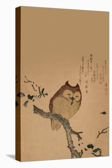 Owl of Branch-null-Stretched Canvas