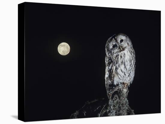 Owl on Branch-Nosnibor137-Stretched Canvas