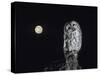 Owl on Branch-Nosnibor137-Stretched Canvas