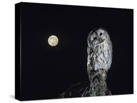 Owl on Branch-Nosnibor137-Stretched Canvas