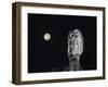 Owl on Branch-Nosnibor137-Framed Photographic Print