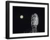 Owl on Branch-Nosnibor137-Framed Photographic Print