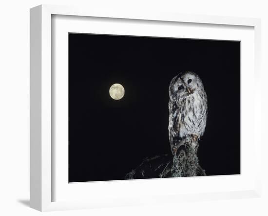 Owl on Branch-Nosnibor137-Framed Photographic Print