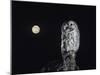 Owl on Branch-Nosnibor137-Mounted Photographic Print