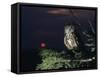 Owl Perching on Tree Branch-Nosnibor137-Framed Stretched Canvas