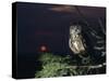 Owl Perching on Tree Branch-Nosnibor137-Stretched Canvas