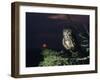 Owl Perching on Tree Branch-Nosnibor137-Framed Photographic Print