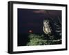 Owl Perching on Tree Branch-Nosnibor137-Framed Photographic Print