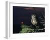 Owl Perching on Tree Branch-Nosnibor137-Framed Photographic Print