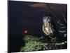 Owl Perching on Tree Branch-Nosnibor137-Mounted Photographic Print