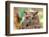 Owl Portrait-mirceab-Framed Photographic Print