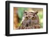Owl Portrait-mirceab-Framed Photographic Print