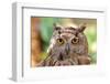 Owl Portrait-mirceab-Framed Photographic Print