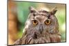 Owl Portrait-mirceab-Mounted Photographic Print