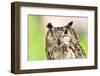 Owl Portrait-mirceab-Framed Photographic Print