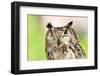 Owl Portrait-mirceab-Framed Photographic Print