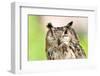 Owl Portrait-mirceab-Framed Photographic Print