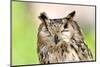 Owl Portrait-mirceab-Mounted Photographic Print