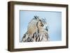 Owl Portrait-geanina bechea-Framed Photographic Print