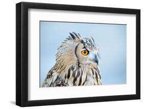 Owl Portrait-geanina bechea-Framed Photographic Print