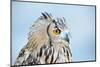 Owl Portrait-geanina bechea-Mounted Photographic Print