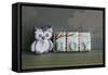 Owl Quilled Boy-null-Framed Stretched Canvas