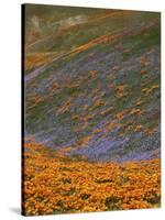 Owl's Clover and Globe Gilia, California Poppies, Tehachapi Mountains, California, USA-Charles Gurche-Stretched Canvas