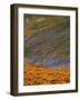 Owl's Clover and Globe Gilia, California Poppies, Tehachapi Mountains, California, USA-Charles Gurche-Framed Photographic Print