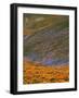 Owl's Clover and Globe Gilia, California Poppies, Tehachapi Mountains, California, USA-Charles Gurche-Framed Photographic Print