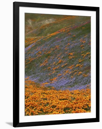 Owl's Clover and Globe Gilia, California Poppies, Tehachapi Mountains, California, USA-Charles Gurche-Framed Photographic Print
