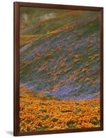 Owl's Clover and Globe Gilia, California Poppies, Tehachapi Mountains, California, USA-Charles Gurche-Framed Photographic Print