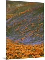 Owl's Clover and Globe Gilia, California Poppies, Tehachapi Mountains, California, USA-Charles Gurche-Mounted Photographic Print