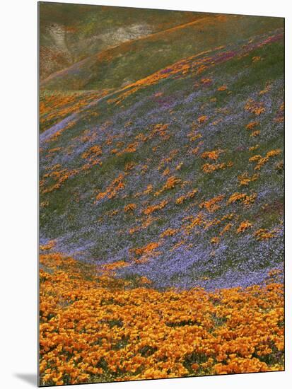 Owl's Clover and Globe Gilia, California Poppies, Tehachapi Mountains, California, USA-Charles Gurche-Mounted Photographic Print