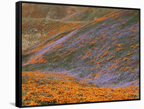 Owl's Clover and Globe Gilia, California Poppies, Tehachapi Mountains, California, USA-Charles Gurche-Framed Stretched Canvas