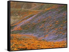 Owl's Clover and Globe Gilia, California Poppies, Tehachapi Mountains, California, USA-Charles Gurche-Framed Stretched Canvas