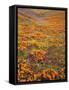 Owl's Clover and Goldfields, California Poppies, Tehachapi Mountains, California, USA-Charles Gurche-Framed Stretched Canvas