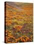 Owl's Clover and Goldfields, California Poppies, Tehachapi Mountains, California, USA-Charles Gurche-Stretched Canvas