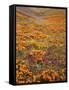 Owl's Clover and Goldfields, California Poppies, Tehachapi Mountains, California, USA-Charles Gurche-Framed Stretched Canvas