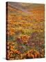 Owl's Clover and Goldfields, California Poppies, Tehachapi Mountains, California, USA-Charles Gurche-Stretched Canvas