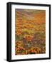 Owl's Clover and Goldfields, California Poppies, Tehachapi Mountains, California, USA-Charles Gurche-Framed Photographic Print