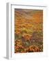 Owl's Clover and Goldfields, California Poppies, Tehachapi Mountains, California, USA-Charles Gurche-Framed Photographic Print