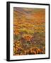 Owl's Clover and Goldfields, California Poppies, Tehachapi Mountains, California, USA-Charles Gurche-Framed Photographic Print