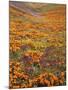 Owl's Clover and Goldfields, California Poppies, Tehachapi Mountains, California, USA-Charles Gurche-Mounted Photographic Print
