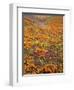 Owl's Clover and Goldfields, California Poppies, Tehachapi Mountains, California, USA-Charles Gurche-Framed Photographic Print