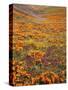 Owl's Clover and Goldfields, California Poppies, Tehachapi Mountains, California, USA-Charles Gurche-Stretched Canvas