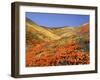 Owl's Clover, California Poppies, Coreopsis, Antelope Valley, California-Stuart Westmorland-Framed Premium Photographic Print