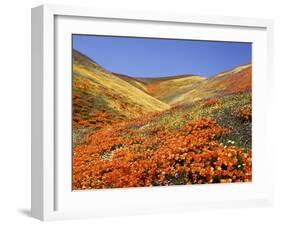 Owl's Clover, California Poppies, Coreopsis, Antelope Valley, California-Stuart Westmorland-Framed Premium Photographic Print