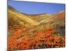 Owl's Clover, California Poppies, Coreopsis, Antelope Valley, California-Stuart Westmorland-Mounted Premium Photographic Print